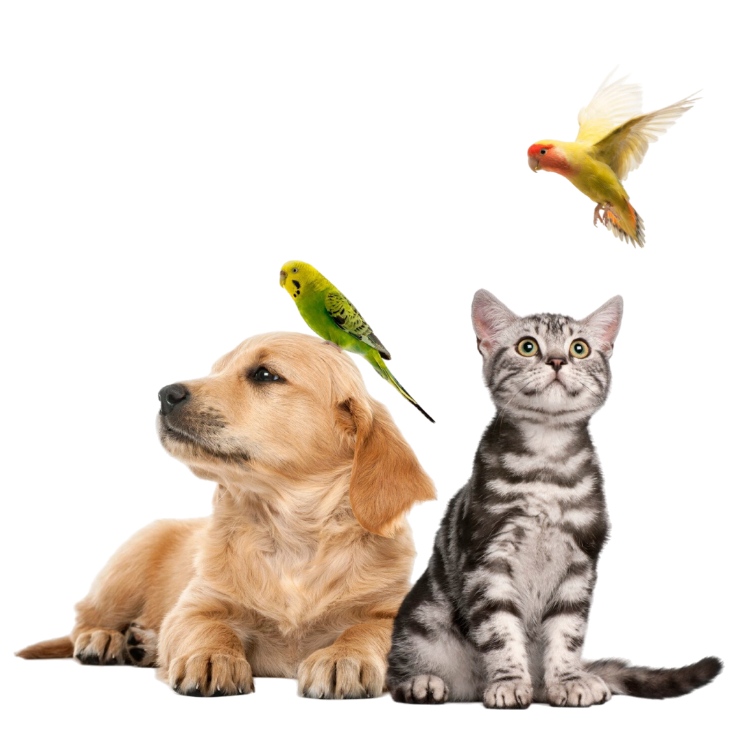 Animais